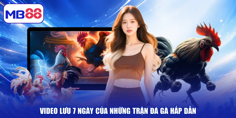 Video lưu 7 ngày của những trận đá gà hấp dẫn